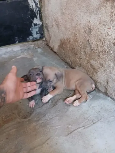 Pra vender filhote de Pitbull puro 500 reais mais informações no telefone *56