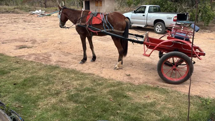 Vendo charrete com cavalo