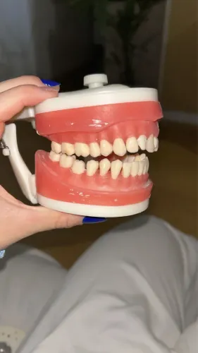 Manequim de dentistica