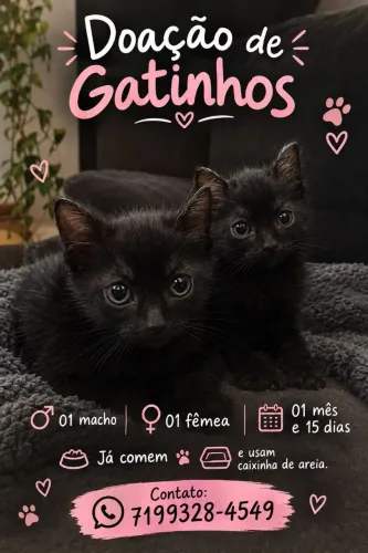 Doação de filhotes de gato