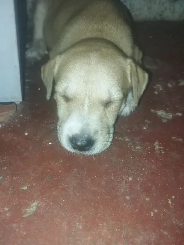Cachorras