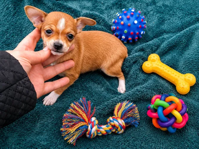 Pinscher Fêmea
