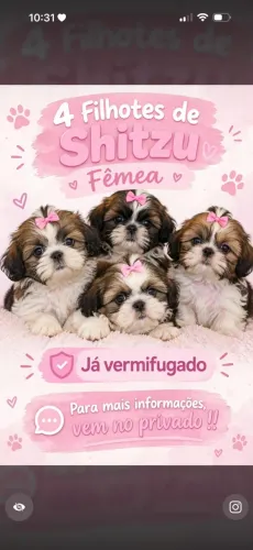 Shitzu fêmea