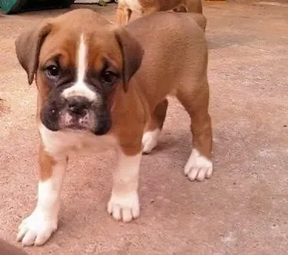 Boxer sua família vai adorar o presente