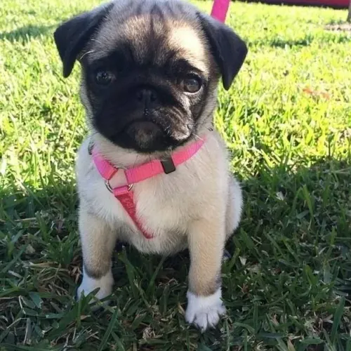 Pug Um novo integrante esperando pela família certa