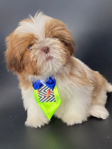 Shih tzu Macho