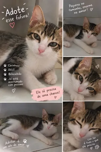 Gatinho para adoção