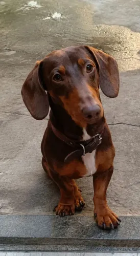 Basset ( Dachshund salsichinha ) para cobertura.