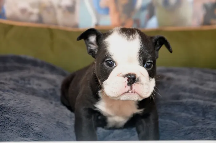 BullDog Inglês | Transparência total no WhatsApp, Chama lá .