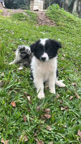 "Filhotes de Ovelheiro Gaúcho | Pais com Pedigree | Cerro Azul-PR"