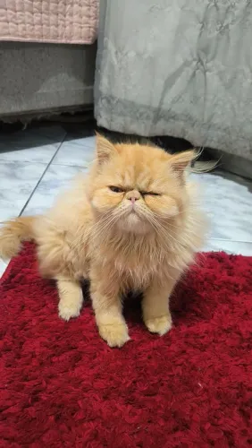 Vendo persa fêmea filhote 