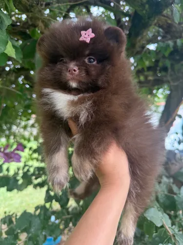 Lulu da Pomerania- Fêmea- Chocolate- Anã- Ursinha