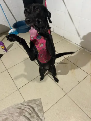 Cadela para doação