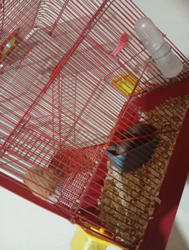 Vendo casal de hamster