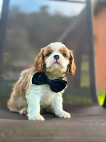 CAVALIER KING CHARLES SPANIEL ALTO PADRÃO!!