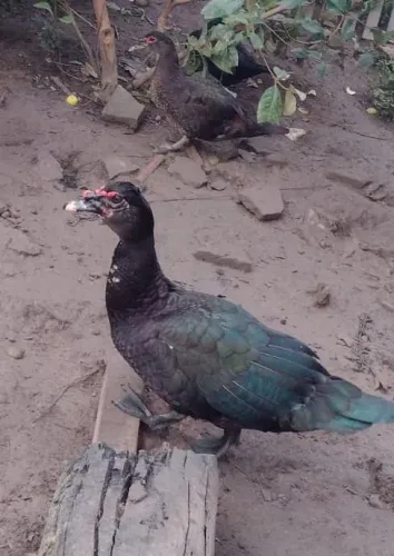 Vendo patas