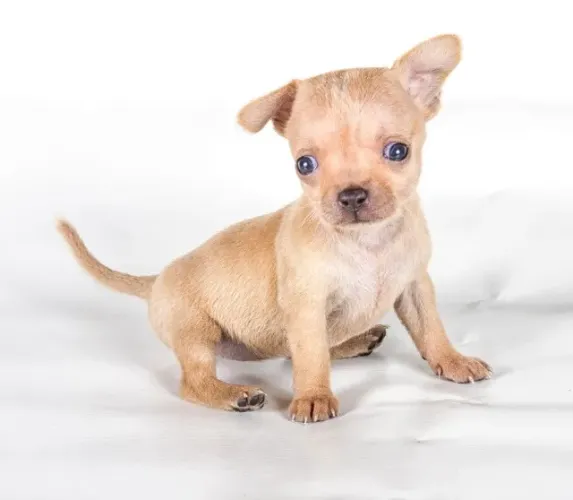 PINSCHER X CHIHUAHUA Eles são pequenos no tamanho E gigantes no coração. Chama 9 975I649I