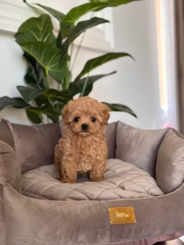 Poodle n1 machinho 