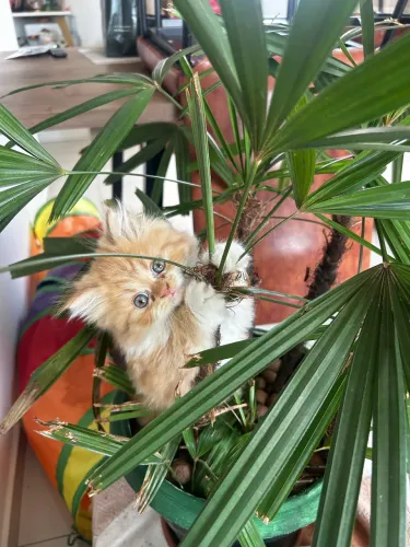 Gato persa
