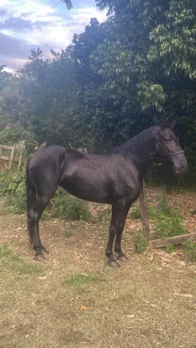 Égua mangalarga