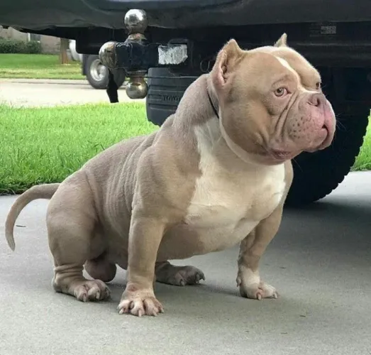 Americam Bully damos o pedigree grátis parcelo veja já 