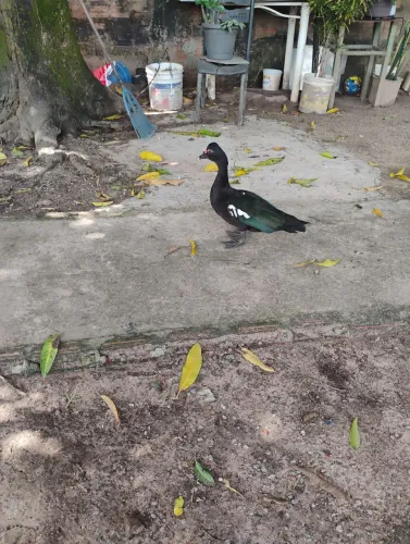 Vende se pata slvag