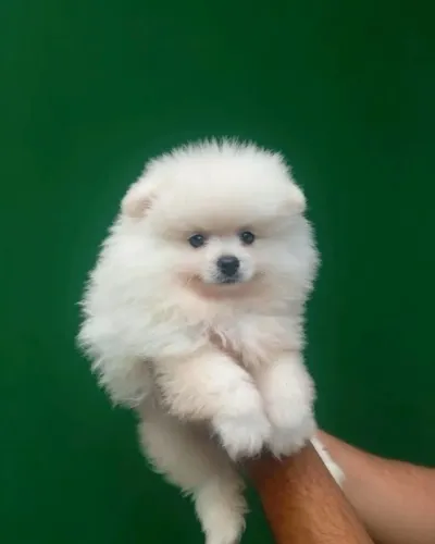 Lulu macho 