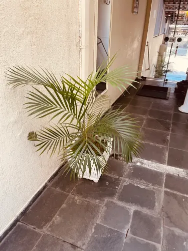 Vaso de cimento, plástico, cerâmica e fibra c plantas