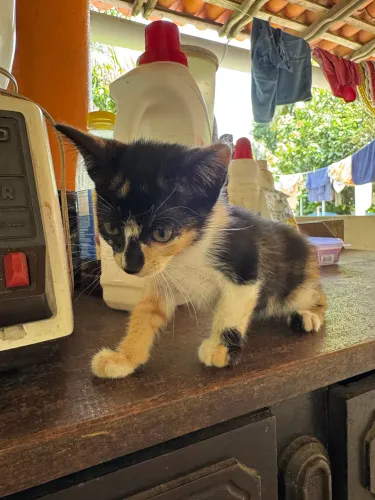 Gatinho para adoção .