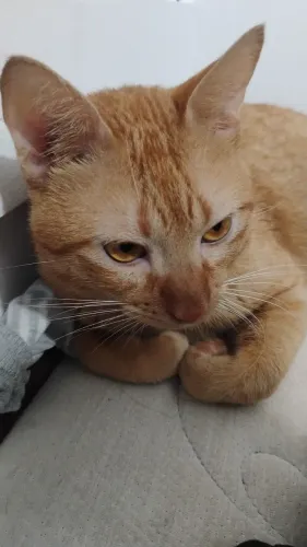 Doação de Gato Macho