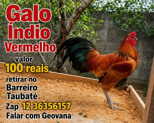 Galo Índio Vermelho ?