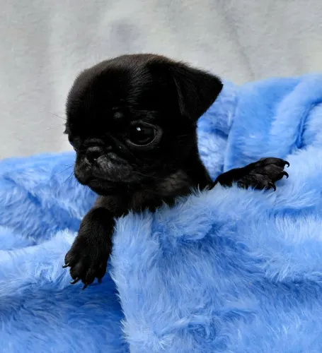 Pug black macho