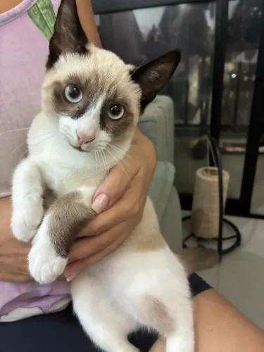Doando gatinho lindo!! 