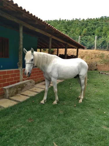 Cavalo Marcha Batida Castrado