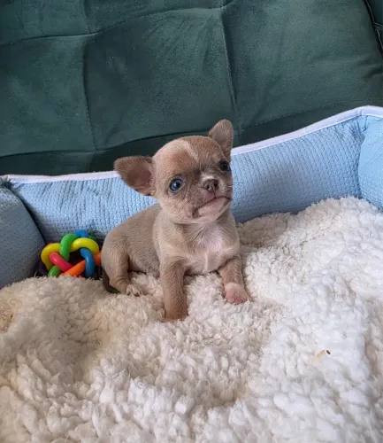 Chihuahua