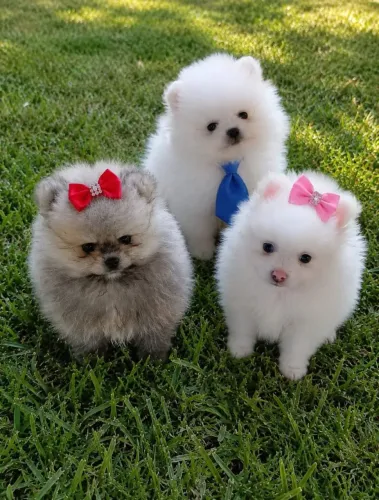 Lindos filhotes de Lulu da Pomerânia anão com pedgrre para entregar ac cartão 