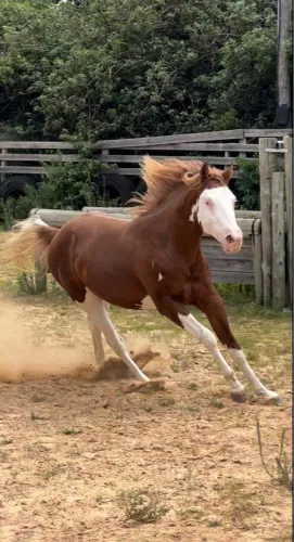 Cavalo a venda