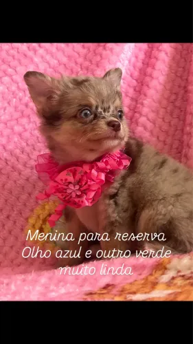 Oportunidade Chihuahua 