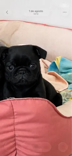 FILHOTE PUG 