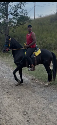Lote cavalos