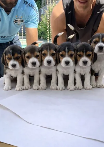 Beagles a pronta entrega