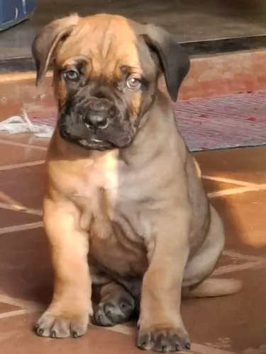 Filhote de cane corso