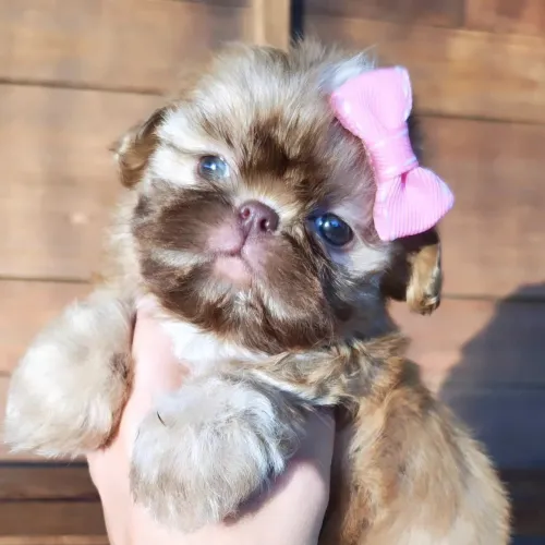 Fêmea shih Tzu