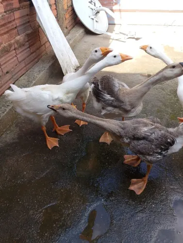 Filhote de pato ganso