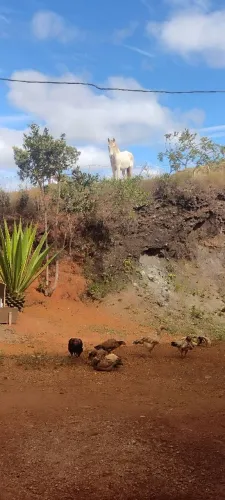 Manga larga machador...