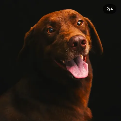 Doação 2 Labradores irmãos