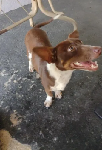 Cachorra porte pequeno