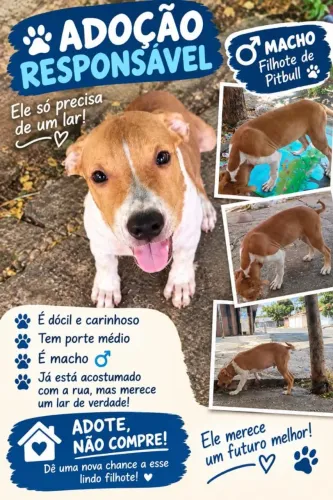Pit Bull para vender
