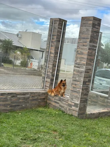 Lulu da pomerania/ Spitz alemão FÊMEA adulta 