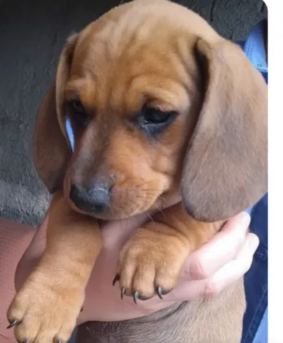 Basset macho